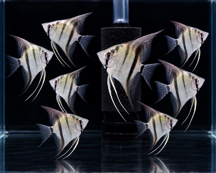 Zebra Angel ~ 4-5cm